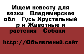 Ищем невесту для вязки - Владимирская обл., Гусь-Хрустальный р-н Животные и растения » Собаки   